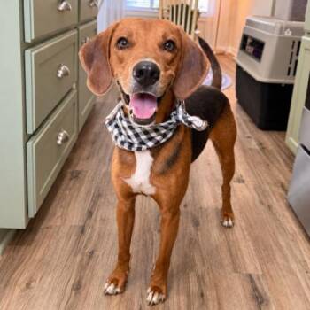 Goose the Full Tilt Goof -  Redbone Coonhound and Foxhound Dog for Adoption in Friendswood, Texas - Goose The Full Tilt Goof | PetCurious