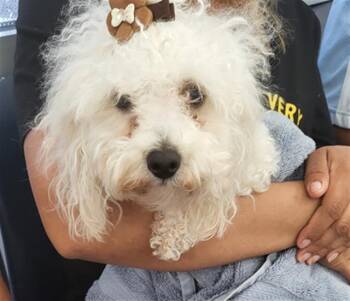 Mixed Breed Dogs Available for Adoption in Dallas, Texas - ESTRELLITA | PetCurious