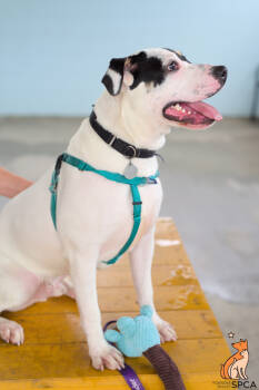 Rescue Pit Bull Terrier Dogs for Adoption in Roanoke, Virginia - Squishmallow | PetCurious