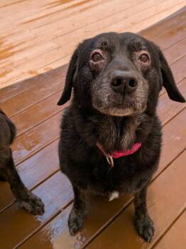 Molly May -  Labrador Retriever Dog for Adoption in St. Augustine, Florida - Molly May | PetCurious