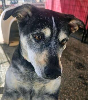 Australian Cattle Dog Blue Heeler and Pit Bull Terrier Dogs Available for Adoption - Ruby | PetCurious