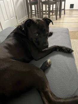 Rescue Pit Bull Terrier Dogs for Adoption in Ayden, North Carolina - Hank | PetCurious