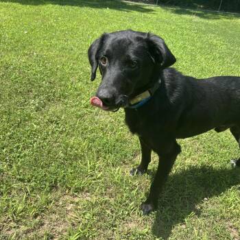 Bart -  Mixed Breed Dog for Adoption in Auburn, Alabama - Bart | PetCurious