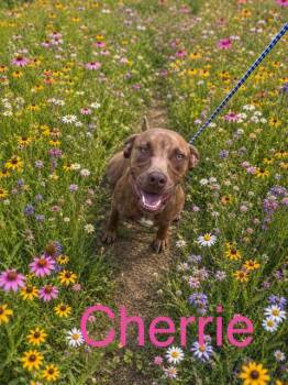 Cherrie -  Pit Bull Terrier Dog for Adoption in Zimmerman, Minnesota - Cherrie | PetCurious