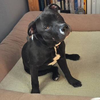Rescue American Staffordshire Terrier Dogs for Adoption in Breese, Illinois - Doppler | PetCurious