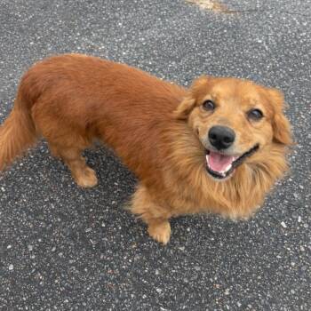 Dachshund Dogs Available for Adoption in Morganton, North Carolina - Scooby | PetCurious