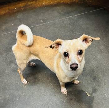Selena -  Chihuahua Dog for Adoption in Council Bluffs, Iowa - Selena | PetCurious