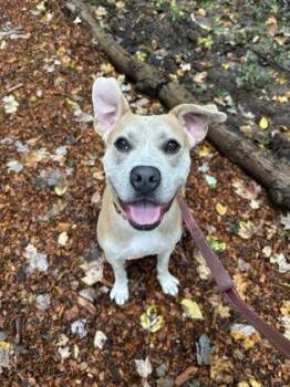 Kimber -  Boxer Dog for Adoption in Batavia, Ohio - Kimber | PetCurious