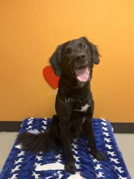 Zazie -  Labrador Retriever Dog for Adoption in Bellingham, Washington - Zazie | PetCurious