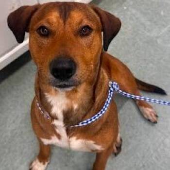 German Pinscher Dogs Available for Adoption in Calverton, New York - Sam | PetCurious