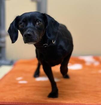 Pantera -  Dachshund and Chihuahua Dog for Adoption in Sioux City, Iowa - Pantera | PetCurious