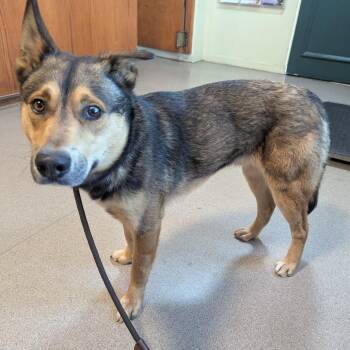Enoki -  Cattle Dog and German Shepherd Dog Dog for Adoption in Pasadena, California - Enoki | PetCurious