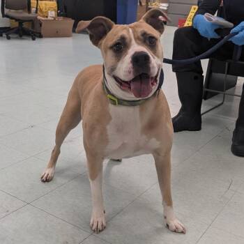 Terra -  Boxer Dog for Adoption in Philadelphia, Pennsylvania - Terra | PetCurious