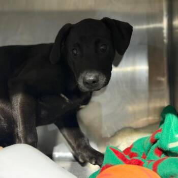 Chimi -  Labrador Retriever and Mixed Breed Dog for Adoption in Fort Smith, Arkansas - Chimi | PetCurious