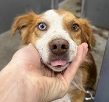Jack Jack -  Australian Shepherd Dog for Adoption in Redmond, Oregon - Jack Jack | PetCurious