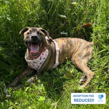Asia -  Plott Hound Dog for Adoption in Naperville, Illinois - Asia | PetCurious