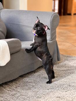 Luna -  Boston Terrier Dog for Adoption in Las Vegas, Nevada - Luna | PetCurious