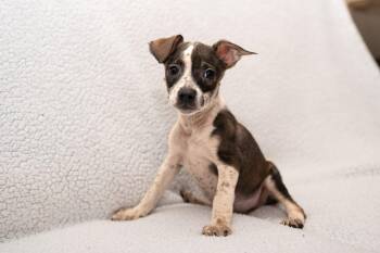 Piglet. (6 lbs of fun) -  Dachshund and Wirehaired Terrier Dog for Adoption in Mobile, Alabama - Piglet. (6 Lbs Of Fun) | PetCurious