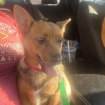 Otis -  Chihuahua and Mixed Breed Dog for Adoption in Pittsburg, Kansas - Otis | PetCurious