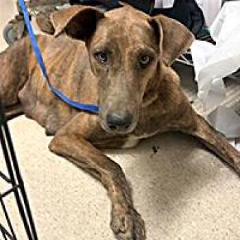 Momma - URGENT -  Doberman Pinscher Dog for Adoption in Thousand Oaks, California - Momma - URGENT | PetCurious