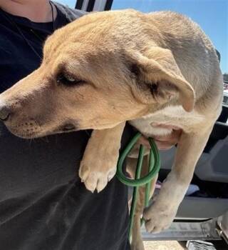 EMBER -  Labrador Retriever and Mastiff Dog for Adoption in Salinas, California - EMBER | PetCurious