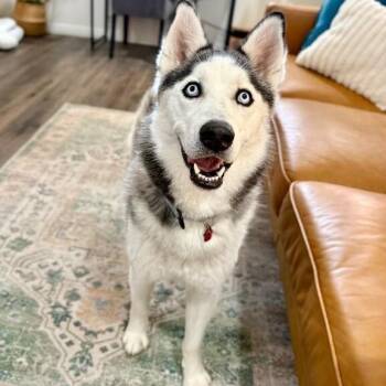 Husky and Siberian Husky Dogs Available for Adoption - Venus Sky With The Pretty Eyes | PetCurious