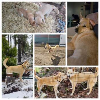 Rescue Shepherd and Husky Dogs for Adoption in Abbotsford, British Columbia - Oogie | PetCurious