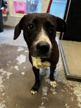 Penelope -  Pit Bull Terrier Dog for Adoption in Mobile, Alabama - Penelope | PetCurious