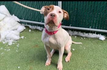 Mixed Breed Dogs Available for Adoption - Nova | PetCurious