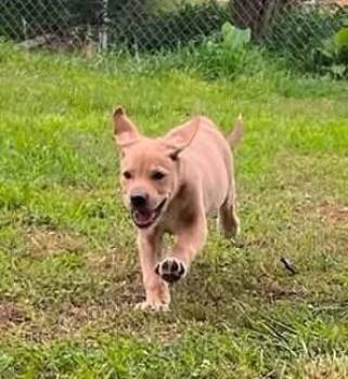Muffy -  Mixed Breed Dog for Adoption in Acworth, Georgia - Muffy | PetCurious