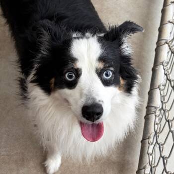 Zelda -  Australian Shepherd Dog for Adoption in Goleta, California - Zelda | PetCurious