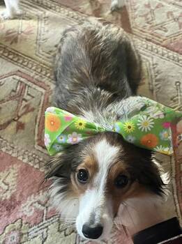 Shetland Sheepdog Sheltie Dogs Available for Adoption in Abingdon, Maryland - Freya | PetCurious