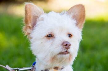 Poodle and Yorkshire Terrier Dogs Available for Adoption in Ramona, California - Baxter | PetCurious