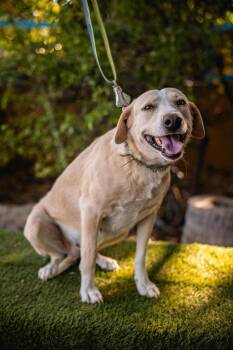 Black Labrador Retriever Dogs Available for Adoption in Anacortes, Washington - Mamma | PetCurious