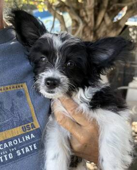 Mikey -  Maltese and Chihuahua Dog for Adoption in Larkfield-wikiup, California - Mikey | PetCurious