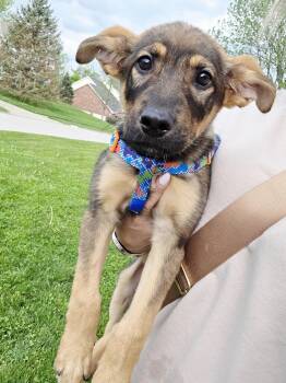 German Shepherd Dog Dogs Available for Adoption in Newport, Kentucky - Albert | PetCurious