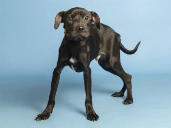 MUTT DAMON -  Pit Bull Terrier Dog for Adoption in Phoenix, Arizona - MUTT DAMON | PetCurious