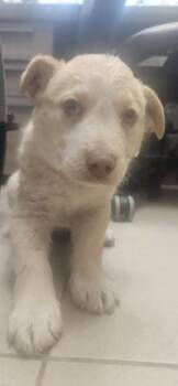 Cattle Dog and Mixed Breed Dogs Available for Adoption in Edgewood, New Mexico - Blossom | PetCurious