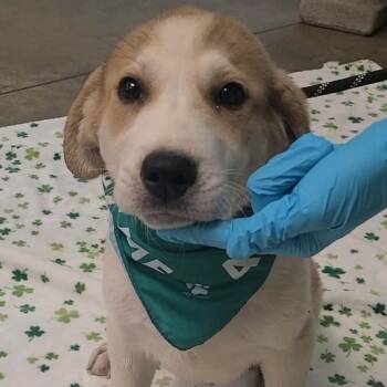 Great Pyrenees and Beagle Dogs Available for Adoption - Stitch | PetCurious