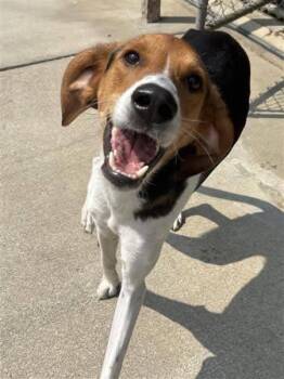 Levi -  Treeing Walker Coonhound and Foxhound Dog for Adoption in North Olmsted, Ohio - Levi | PetCurious