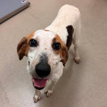 Lovey -  Hound Dog for Adoption in Lynchburg, Virginia - Lovey | PetCurious