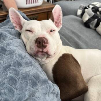 Mirabelle -  Pit Bull Terrier Dog for Adoption in Oswego, Illinois - Mirabelle | PetCurious