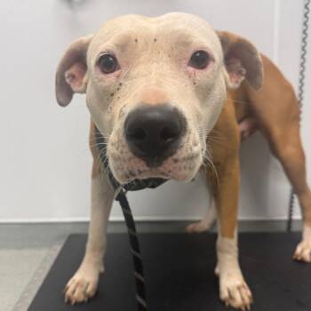 Millie -  Pit Bull Terrier Dog for Adoption in Abilene, Texas - Millie | PetCurious