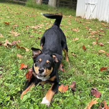 Frankie -  Collie and Shepherd Dog for Adoption in Phoenix, Maryland - Frankie | PetCurious