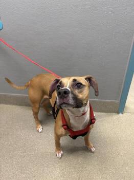 CHLOE -  Pit Bull Terrier and Mixed Breed Dog for Adoption in Las Vegas, Nevada - CHLOE | PetCurious
