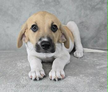 Rio - FOSTER NEEDED -  Great Pyrenees and Hound Dog for Adoption in New York, New York - Rio - FOSTER NEEDED | PetCurious