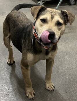 Rescue Terrier Dogs for Adoption - FOX | PetCurious