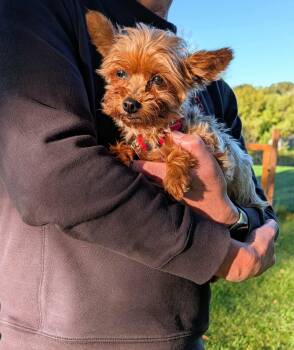 Winky -  Yorkshire Terrier Dog for Adoption in Whitewater, Wisconsin - Winky | PetCurious