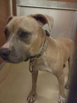 MILLY -  Pit Bull Terrier Dog for Adoption in Doral, Florida - MILLY | PetCurious