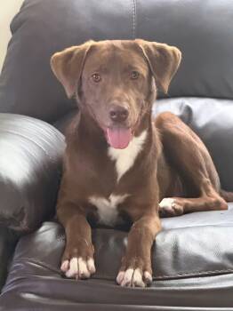 Chocolate Labrador Retriever Dogs Available for Adoption - Bowser | PetCurious
